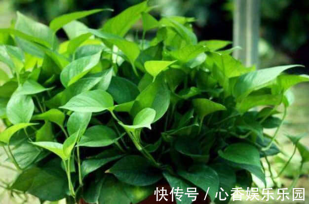 手把手教你做花肥,掌握关键几点,年年开花不断,比买的好10倍!