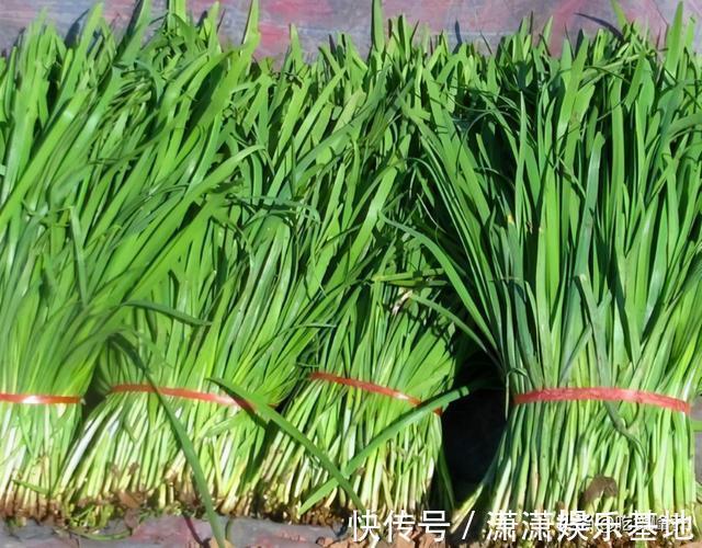 根部|买韭菜不是越粗越好，牢记“3买3不买”，过年包饺子别再买错了
