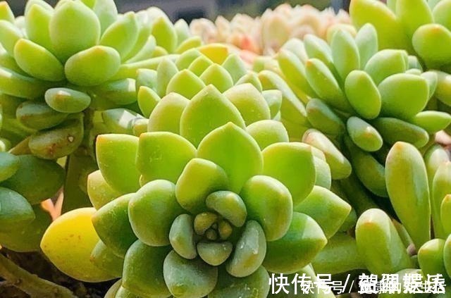 春天养多肉,半个月就变成“胖墩子”,叶子又肥又圆!