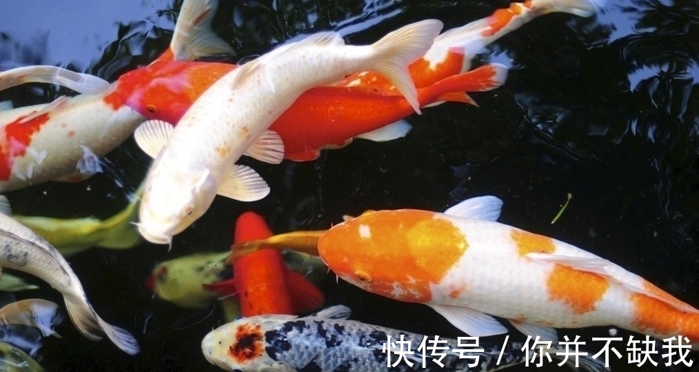 一条25千克的锦鲤，价值却超千万，网友:贫穷限制了想象。