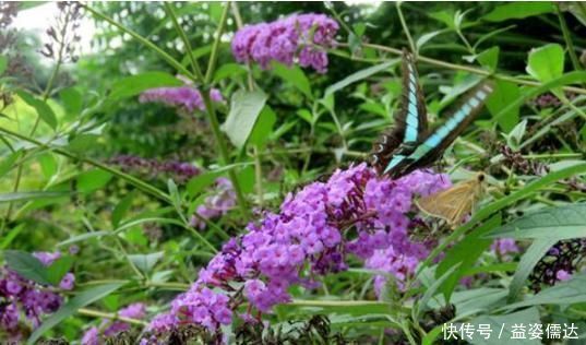 此野草能醉鱼,山上很多,已经被“禁用”,建议收藏