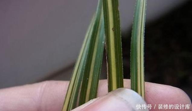 解决|兰花出现麻叶是咋回事?该怎么办?兰友:3种情况,3种解决方法