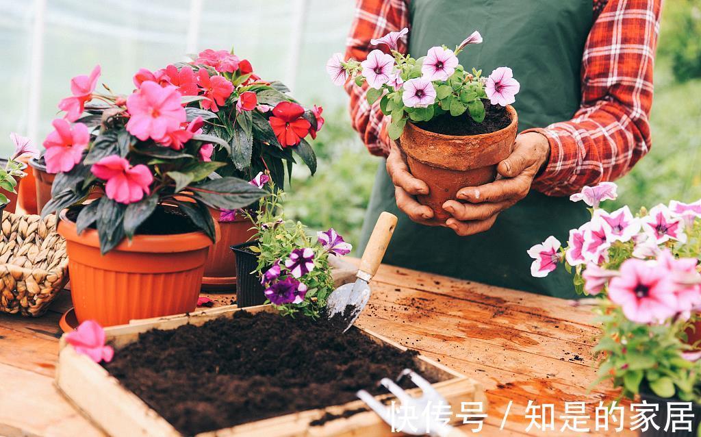 夏季|夏季养花防止黄叶、腐烂、干枯的四大要领,经验加实践,实用
