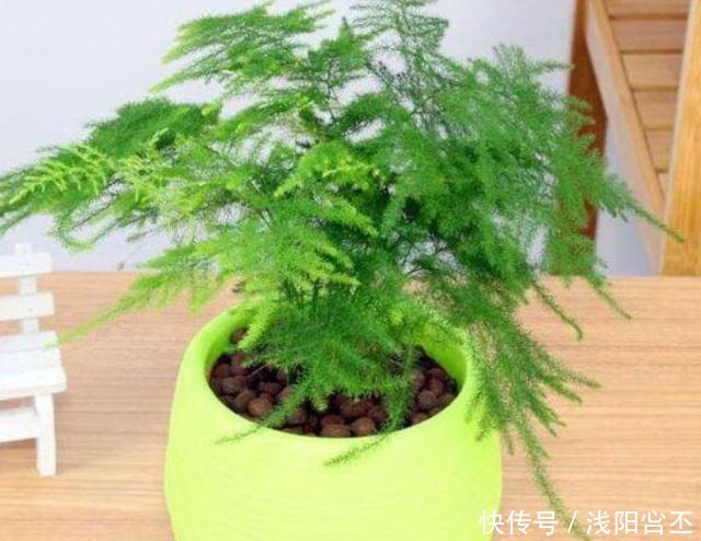 天热了,做好文竹养殖“三部曲”,不黄叶,新芽“窜”不停!