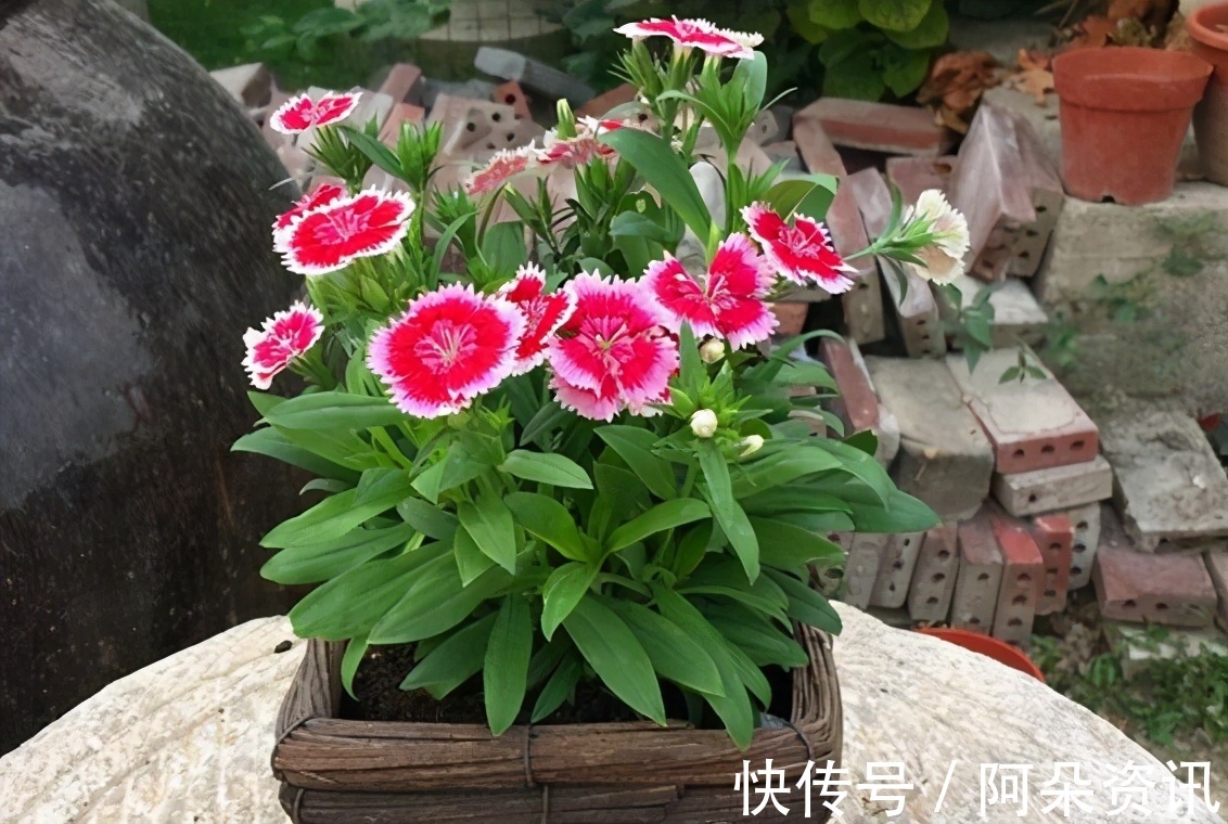 石竹花|阳台养花无需选“贵的”，入手此3样，一样漂亮、彰显品味