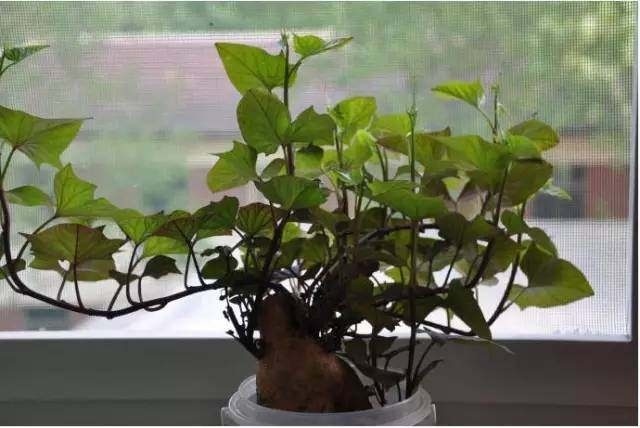 生芽的土豆,不是“废物”,丢在花盆,长出一盆”富贵竹“还能吃