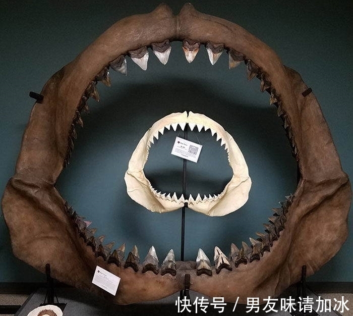巨齿鲨#20张对比图,这将使您能够从未见过的角度看事物,第四期