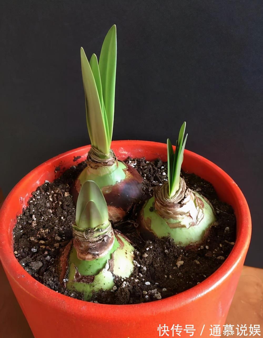 叶片|5种漂亮的花,要用“小盆”养,否则会影响生长和开花,别忽视