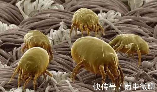 超声波|床上螨虫超级多生物专家不是风油精,不到一毛钱,螨虫死光光