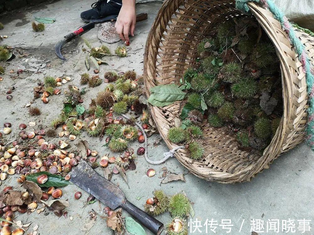 野生|饥年的救命粮,儿时一捡上百斤,剥壳就能吃,如今4元一斤很抢手