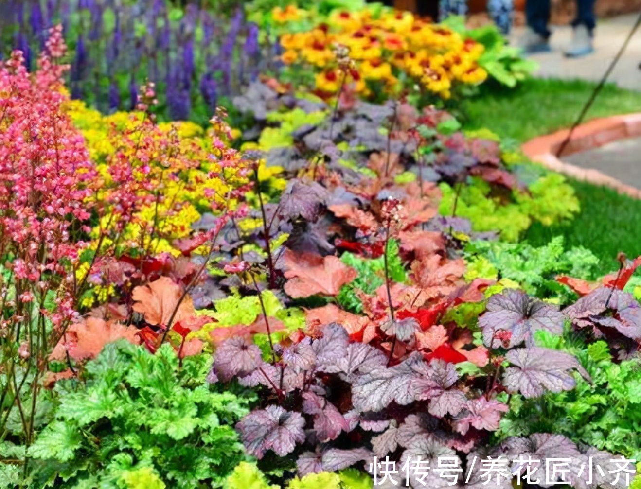 6种绿植不一般，叶片比“花”还好看，家里养一盆，特有“范”