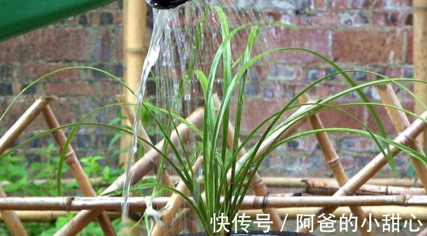 兰花冬天浇水“四原则”,合理掌握不烂根,满盆全是“胖白根”