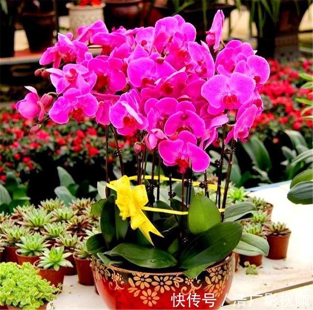 蝴蝶兰养不活开花少3招降低养护难度,花枝粗壮,开花又大又多