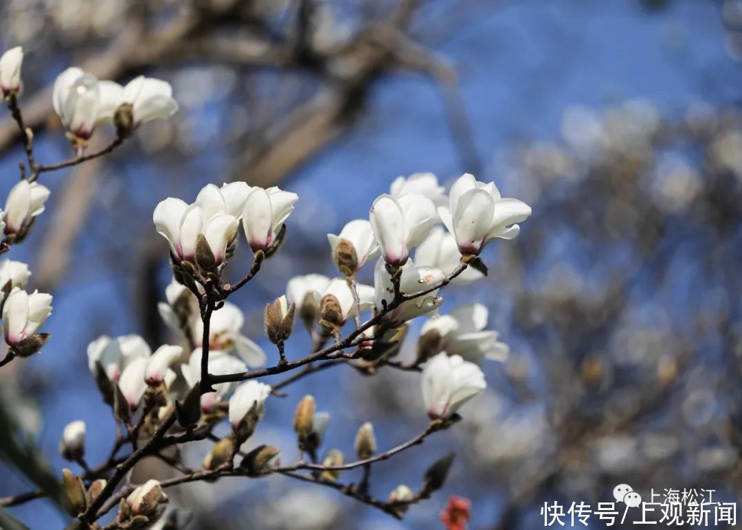 中年|松江今年首波玉兰花绽放，花期就10天，错过等一年