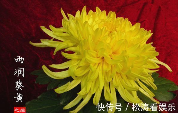 雨润葵黄|喜欢菊花，不如养株“珍稀名菊”雨润葵黄，似金黄葵花，鲜艳美丽