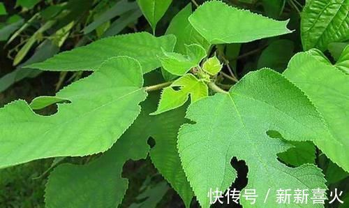 回家|你见过构树吗价值高作用多，见到可以把叶子采回家