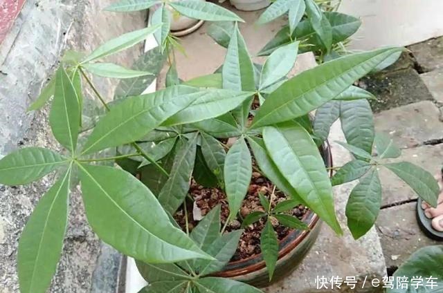 公认难养的6种花,新手慎买,养不活还浪费钱!