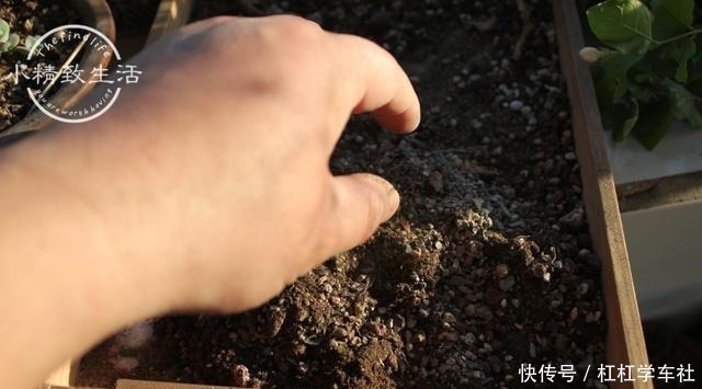 肉友们|养多肉要会控水，注意6点，1个小技巧，肉肉不用施肥也很胖！