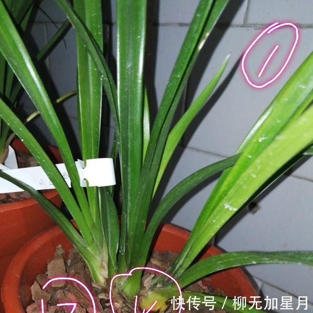 斑点|春天买兰花,学会“看3处”,服盆快、新芽多,当年就开花