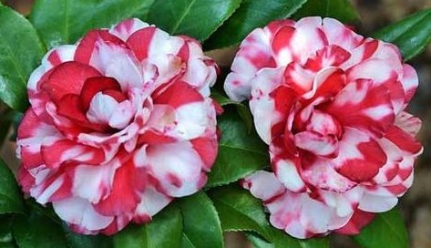 喜欢养花,不如养盆茶花,叶子青翠,花儿娇小艳丽,美爆了