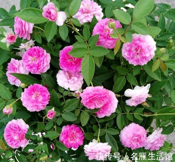 月季|月季花开花越来越少？4个动作催一催，枝繁叶茂，开出层叠群花