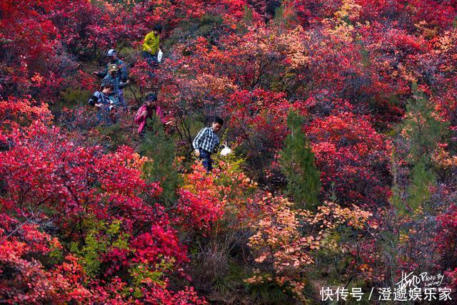 太行山|河南林州，太行山村的诗意秋色，万山红遍村民晒秋忙