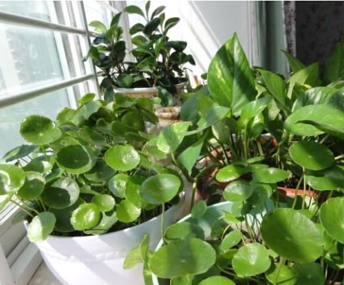 家家都有的3种垃圾，用来养花，枝叶油绿，开花爆盆！