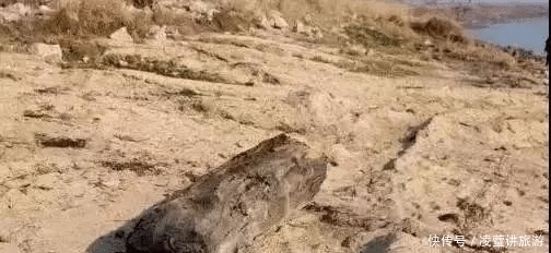 树化玉|亿万年前的宝贝,形似冰种翡翠,估值数百亿