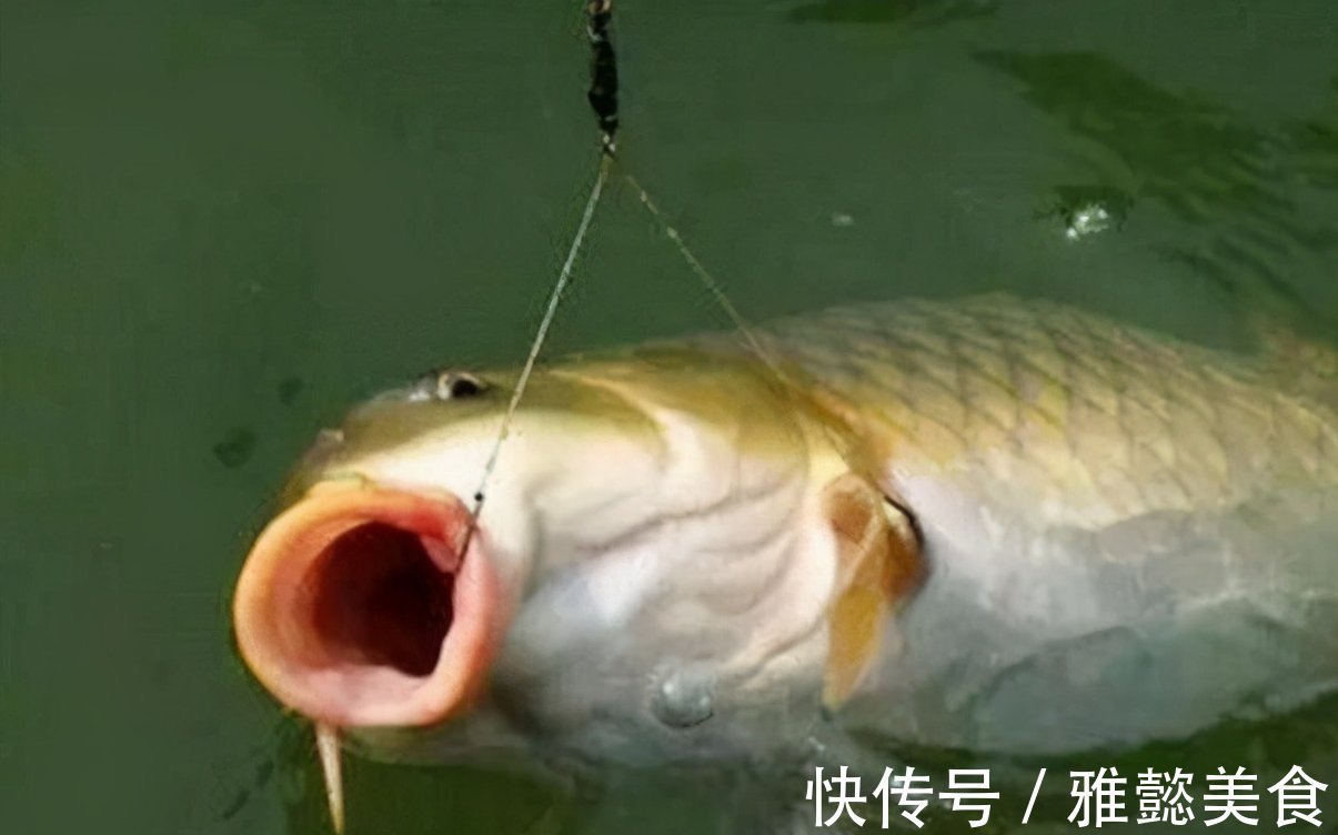 大鱼|钓鲤鱼选对饵料才能钓大鱼，饵料按照这样去做，不咬钩都难