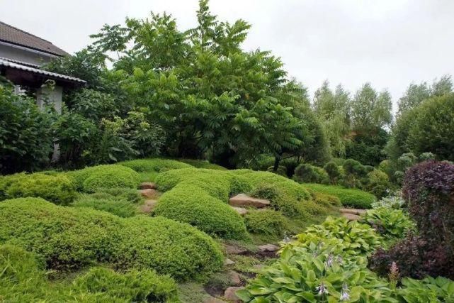 植物“整形”，花样百出