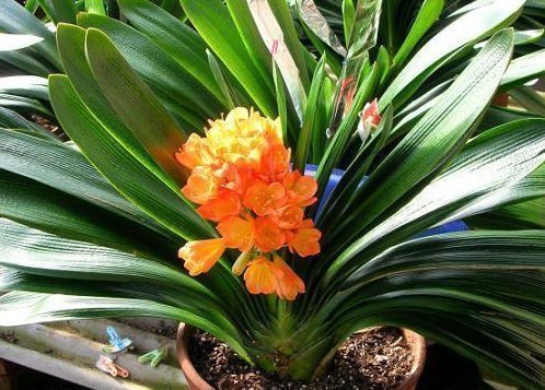 养护|夏天养护君子兰有讲究,这几点千万要做好,否则难以安全度夏