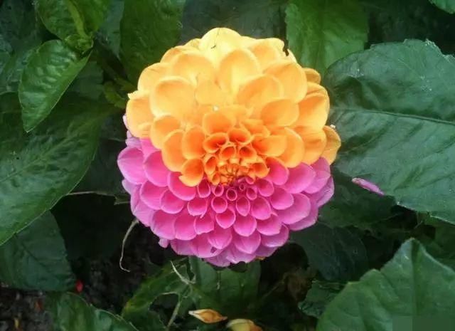 太太太漂亮了，绝对没有见过，发到群里，朋友们会爱死你的！