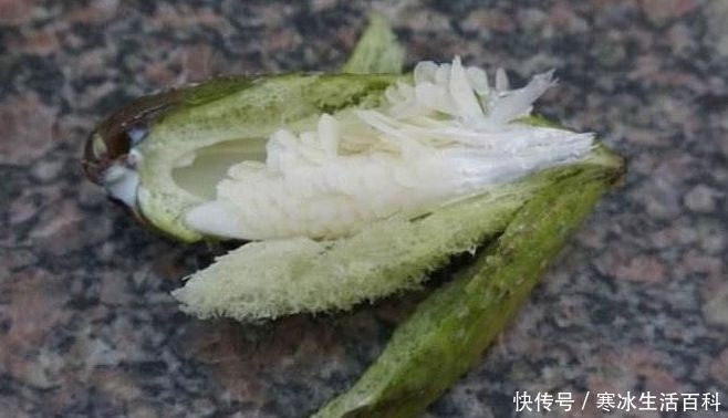 野果|农村田间的1种野果,以前农民摘来就吃,现在年轻人见到都不吃