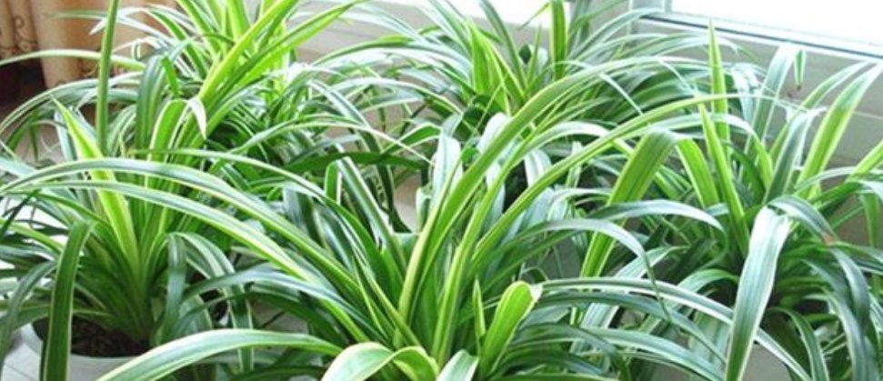 3种花“越剪越旺”,没事常剪剪,剪成秃头,一月大变样,开花多