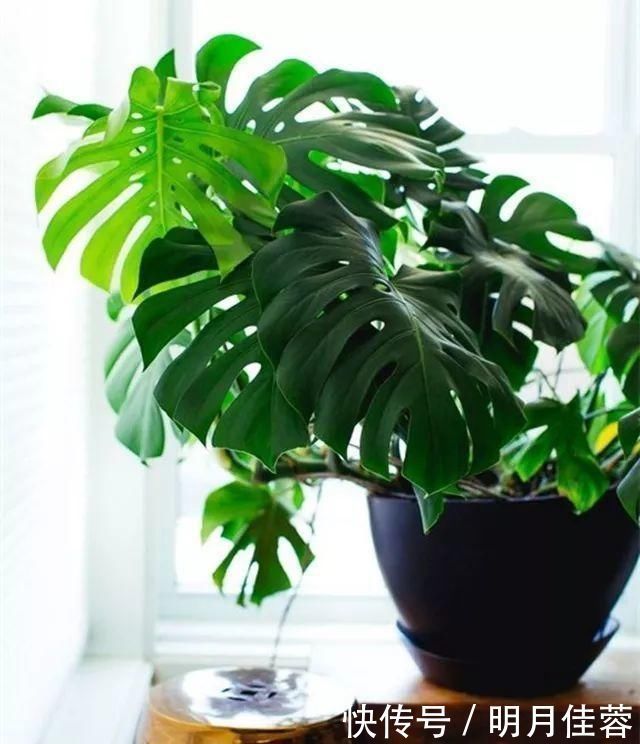 花盆|养花有必要加“底肥”吗老花匠教你这样做,植物根系又粗又壮