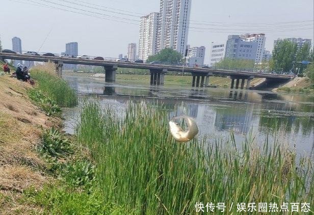  钓获|草洞守钓鲫鱼，交配时期作钓鲫鱼方法，钓获20多条金黄色的鲫鱼