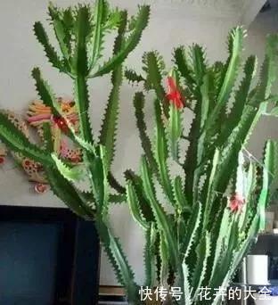 客厅养上“3种花”,大气又美观,关键“旺财又养人”,值得养2盆