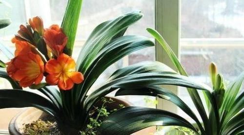 植物|养花养叶先养根掌握4个'壮根'小窍门,啥植物都能越养越好