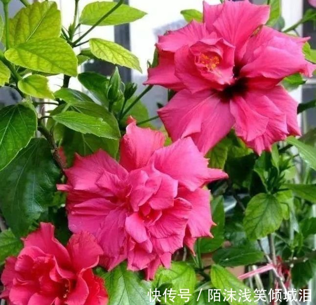 3种花比牡丹还漂亮,比绿萝还好养,一年四季开花不停!