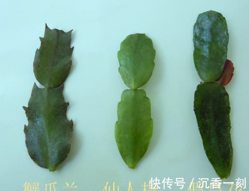 蟹爪兰|真假蟹爪兰,十有八九会认错,“嫁给”仙人掌后,统统开成花大树