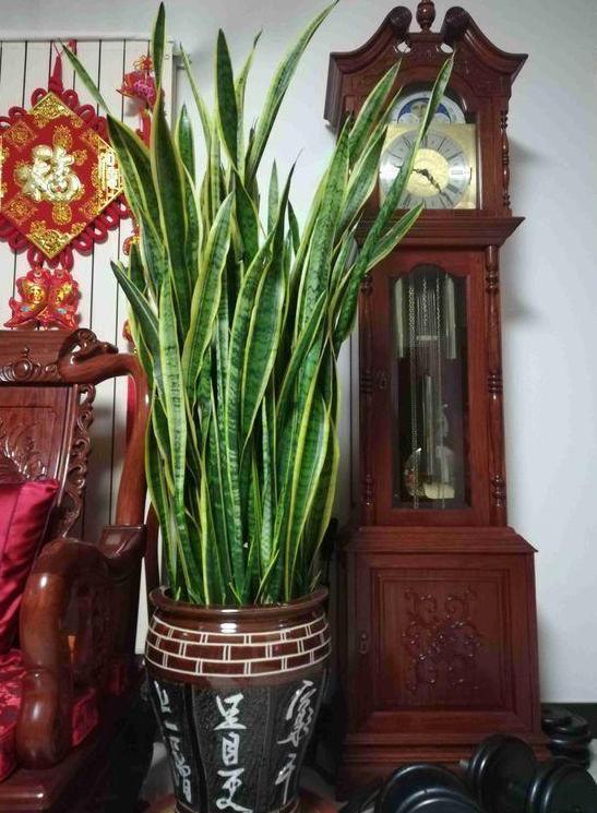 3种垃圾''一文不值'',却对养花有用,可让植物叶片又绿又肥