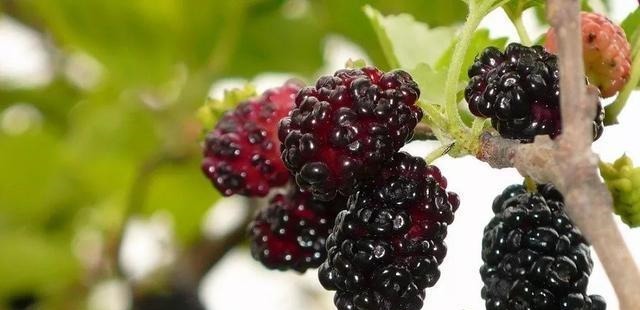 桑葚干|建议中老年人:少吃鸡鸭鱼,多尝尝这几样好物,腿脚有劲精力旺