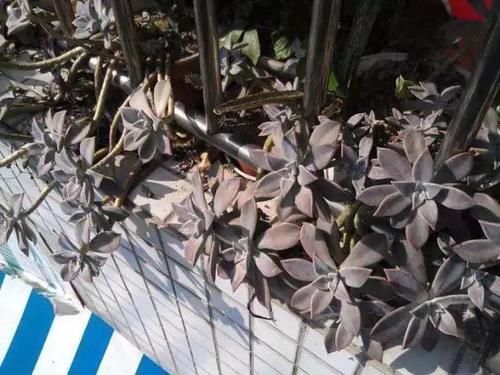 生根|养多肉,就养此“强悍”品种,掉片叶子就生根,房顶上也能长一片