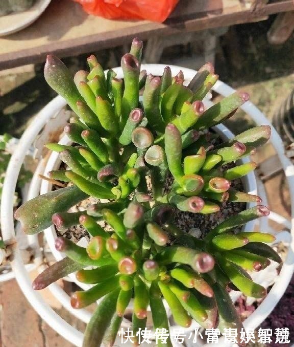 养护|家里养盆“吸财树”,好运财运都吸来,养得越久福气越深!