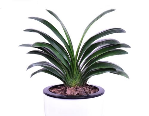 养君子兰没那么难,只用一土一肥一环境,就能自然长得好