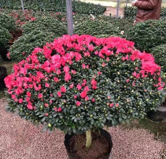 忌讳|用磷酸二氢钾促花,有“3忌”要避免,已被“证实”用错难开花