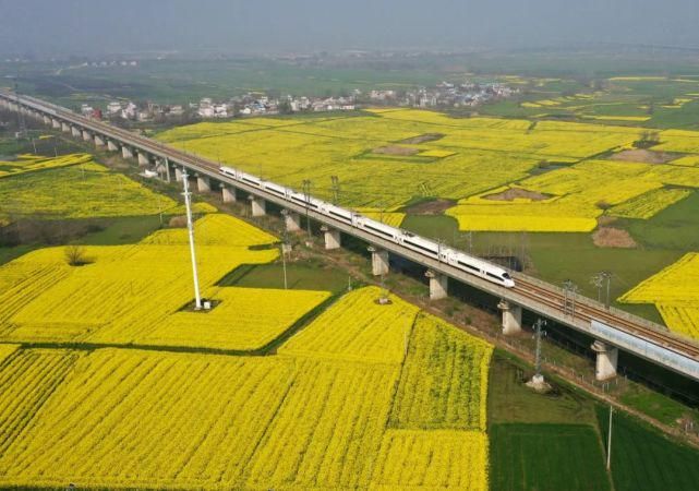 《行遍合肥》巢湖油菜花海已上线！遍地金黄！