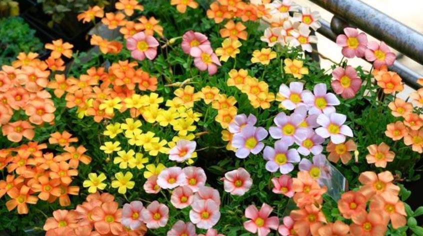 最受欢迎的“4种花”，花朵娇艳、花期长，年年开花不断