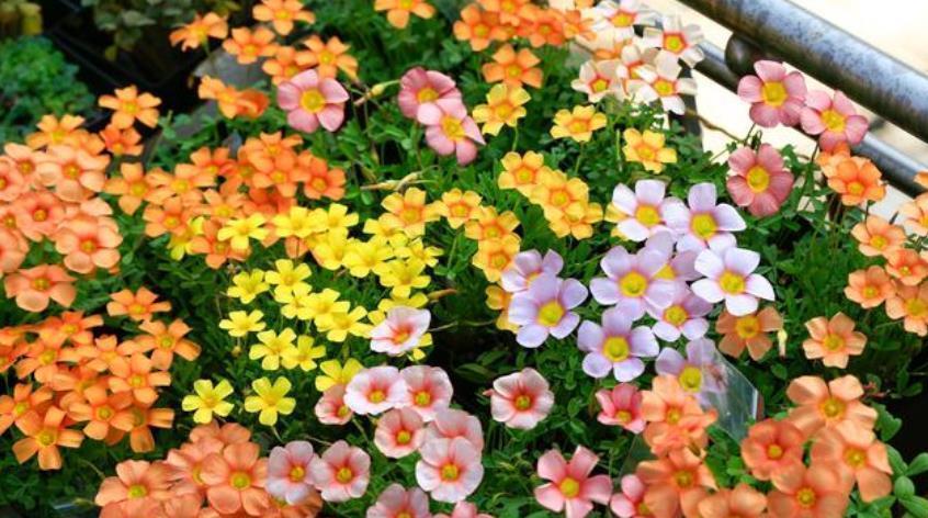最受欢迎的“4种花”,花朵娇艳、花期长,年年开花不断