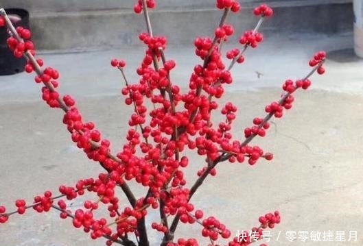 这种花让人钱包一紧,价格很高,奈何颜值更高魅力到底有多大